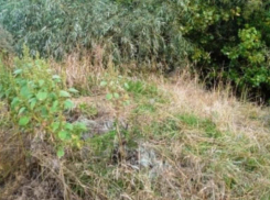 Волгоградец с сообщниками подозревается в убийстве 20-летней девушки в Воронежской области