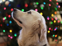 В 2020 году новогодние каникулы сократятся на два дня