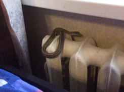 Волжанин в детской комнате обнаружил змею