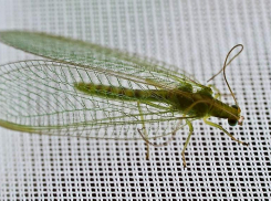 Веснянки с зубчатыми челюстями появятся в Волжском через неделю