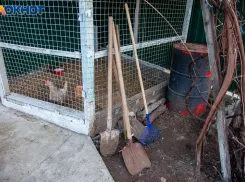 В Волжском найдена яма, в которой убивали животных: прокуратура о нелегальном сооружении