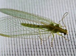 В Волжском просыпаются зубастые насекомые