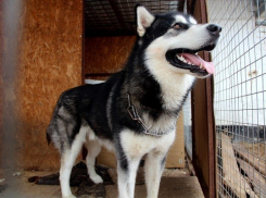 В Средней Ахтубе сдали в приют элитного пса-маламута