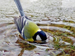 В «синичкин день» погода в Волжском будет пасмурной