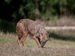 «Табаки» не брезгуют закусить из мусорного бака: шакалов можно встретить в Волжском