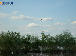 Жителям Волжского разрешили охотиться на барсука