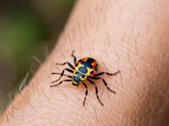 Клещевой боррелиоз лидирует в Волгоградской области: клещи продолжают нападать