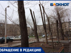 Голые уродливые стволы заполнили город: в Волжском снова искромсали деревья