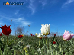 Штраф в миллион рублей ждет волжан за букет степных тюльпанов