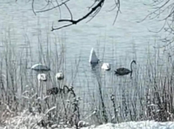 Белоснежные гости на Ахтубе: житель села Заплавное снял на видео стаю лебедей