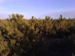 Под Волжским началась заготовка лесных красавиц