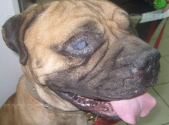 На Спартановке нашли слепого бульмастифа, от которого избавились хозяева