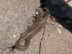 Гадюку увидели у детского сада в Волжском