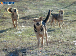 В Волжском не признает вину хозяйка лайки, покусавшей ребенка
