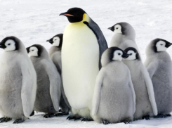 21 градус «минуса» обещают волжанам в День осведомленности о пингвинах