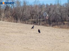 Волжане получают разрешение на добычу вальдшнепа