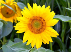 Уникальное средство от малярии растет под ногами волжан