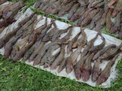 200 килограммов ценной рыбы выловили двое волжан