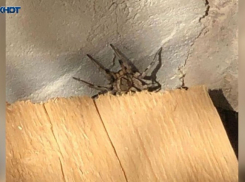 Большинство опрошенных волжан ни разу не встречались с пауком-волком