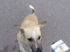 Новый год бесит волгоградцев отсутствием снега и чрезмерными возлияниями