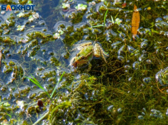 Травница из Волжского рассказала, что волжанкам надо успеть в Акилов день