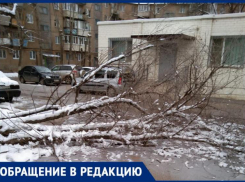 Упавшее дерево среди двора сняли на видео жители Волжского