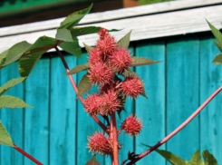 Клещевина ядовита для волжан 