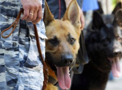 Пьяный волжанин сообщил о несуществующей бомбе в кафе