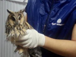 Волжанин помог ушастой сове выспаться и сделать перерыв