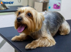 В Волжском мужчина хотел справить нужду на йоркширского терьера без намордника