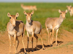 В Палласовском районе 58-летний мужчина незаконно отстреливал сайгаков 