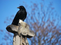 Новое кладбище начали проектировать в Волжском