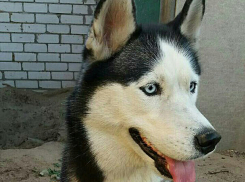 Голубоглазую красотку хаски нашли рядом с воинской частью в Волжском