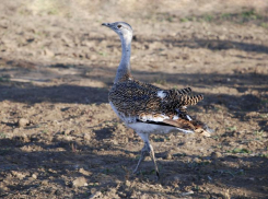 В Волгоградской области защищают гнездование краснокнижных дроф