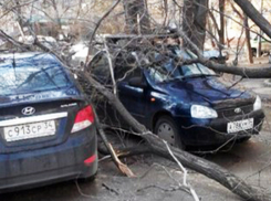 Сильнейший ветер повалил деревья в Волгограде: пострадали десятки автомобилей