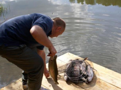 Волжане могут «подхватить» описторхоз 