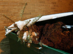 Когда и как выбрасывать елку волжанам, чтобы не было стыдно