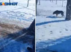Псы без чипов напали на мужчину в парке «Волжский»: видео