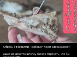 Догхантеры разбрасывают мясо с гвоздями по микрорайонам Волжского