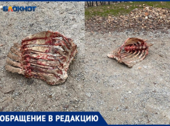 «Вороны обгладывают ребра»: у детского сада в Волжском хранятся останки животного