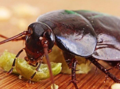 Блохи и тараканы лезут из подвала в наши квартиры, - волжане