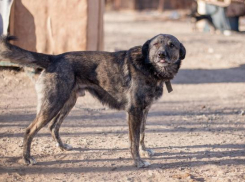 Надежда найти Тобика еще есть