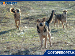 Злые, потому что несчастные: стаи бездомных собак на улицах Волжского