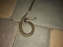 Волжанка обнаружила опасную змею в Киляковке