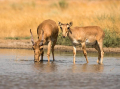 Сайгаки пришли в Волгоградскую область на водопой
