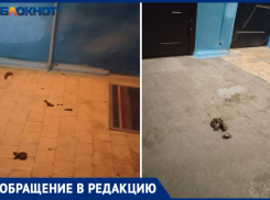 «В подъезде стоит страшная вонь»: в Волжском МКД жильцы завели собаку и выгуливают ее в подъезде