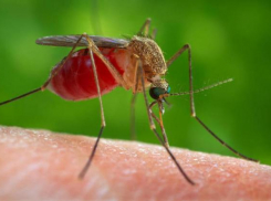 В Волго-Ахтубинской пойме начали травлю мошек и комаров с воздуха