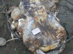 Сомы-убийцы в Волжском не миф