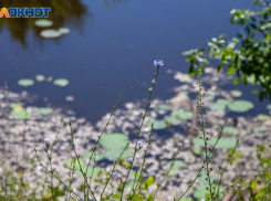 Народный праздник Берещенье 11 апреля 2023 года: традиции и запреты