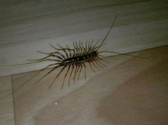 Тучу многоногих насекомых встретили волжане на заводе